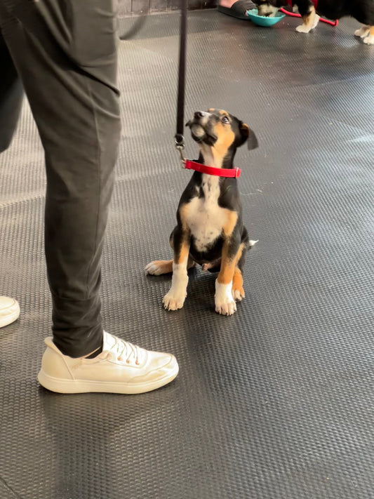 Dogs need thinking time too