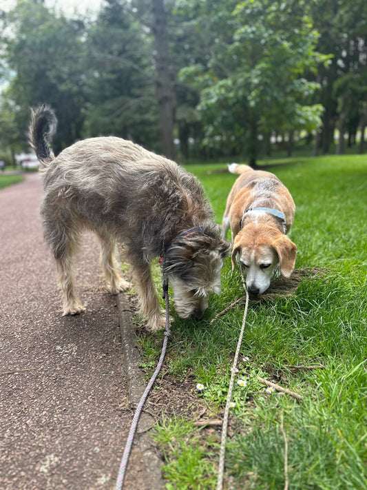 Why Sniffing Matters So Much for Dogs