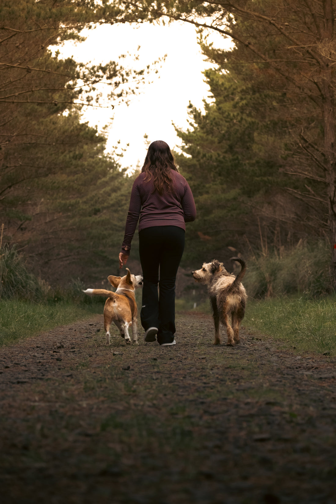 Calmness in Training: Why YOUR State of Mind Matters