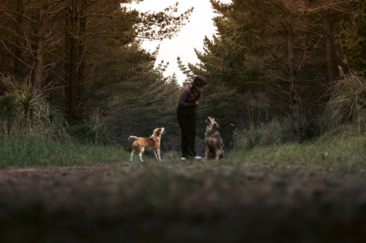 Why “No” Doesn’t Teach Your Puppy What to Do