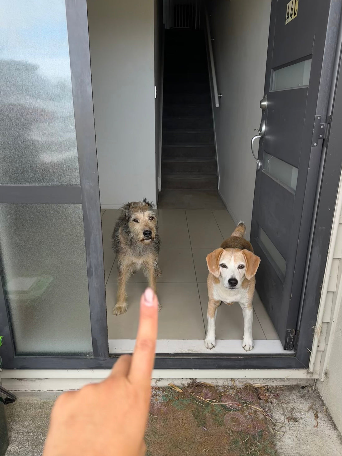 Training Starts at Home: Why Habits in the House Matter Outside