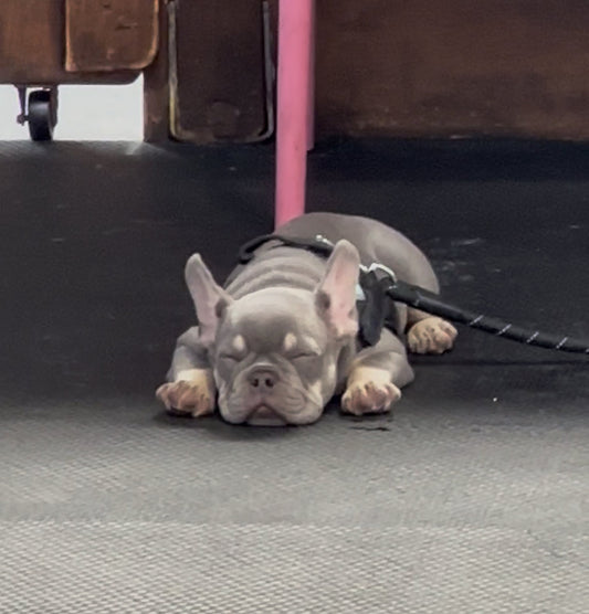 Better Dog Training: Why Science Is Shaping Smarter Methods