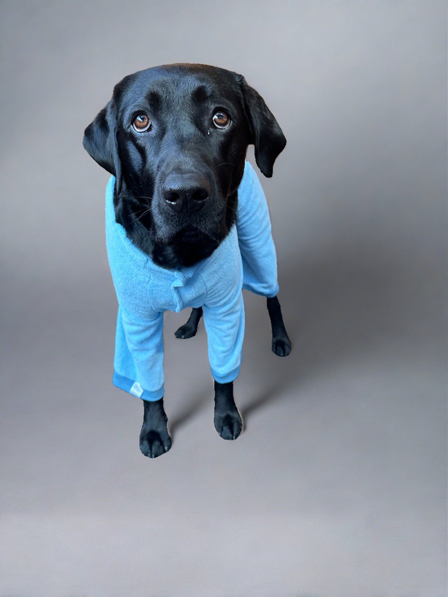 World's Best Dog Towel