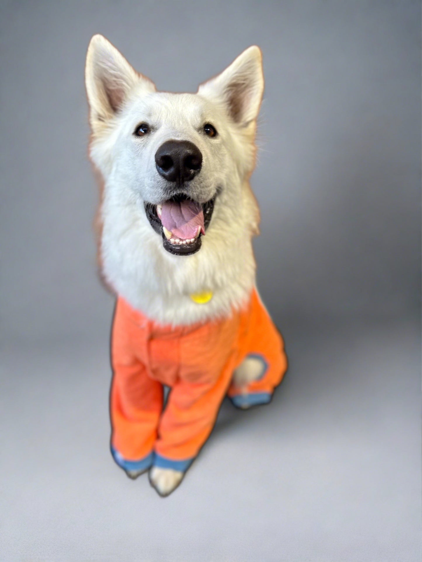 World's Best Dog Towel