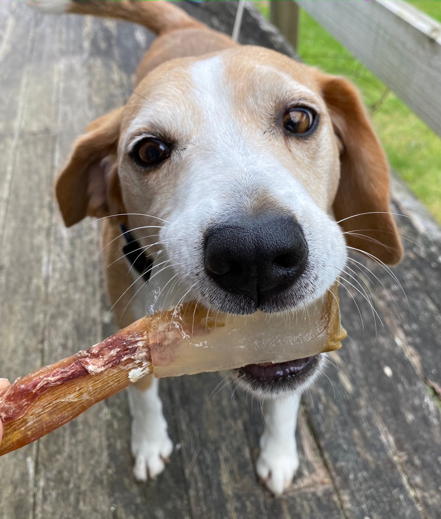 Pupsicle